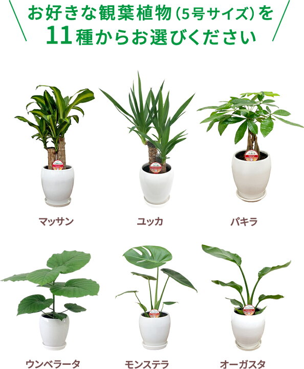 楽天市場】選べる観葉植物Bセット 5号2鉢【幸福の木 モンステラ 
