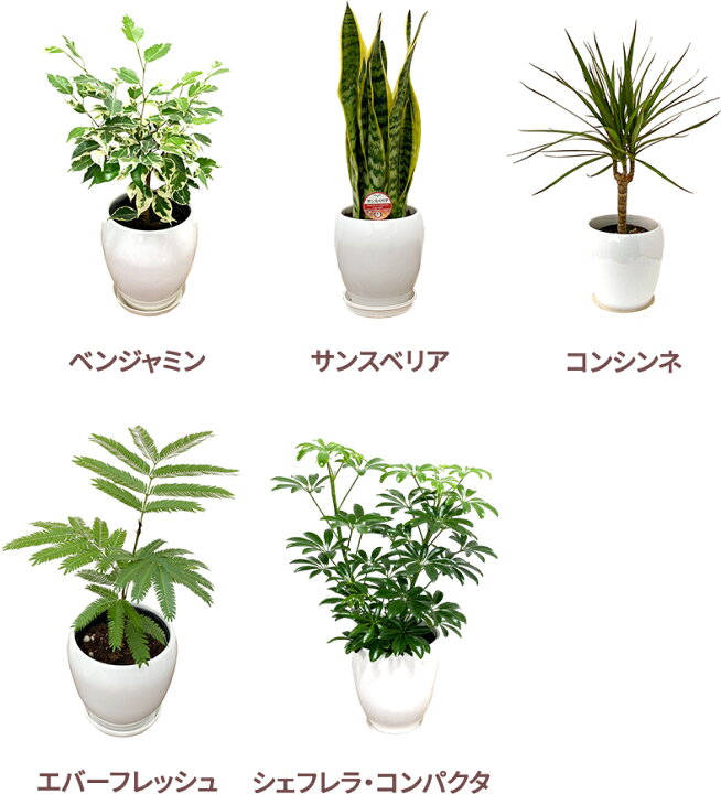 楽天市場】選べる観葉植物Bセット 5号2鉢【幸福の木 モンステラ 