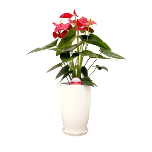 ϗtA AX[6 |65`80cmyAXE  sN  @l 蕨 bsO JXj Vzj av[g zj CeA Vv _ 