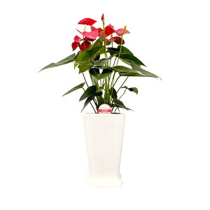 ϗtA AX[6 |65`80cmyAXE  sN  @l 蕨 bsO JXj Vzj av[g zj CeA Vv _ 