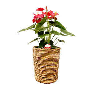 ϗtA AX[6 |65`80cmyAXE  sN  @l 蕨 bsO JXj Vzj av[g zj CeA Vv _ 