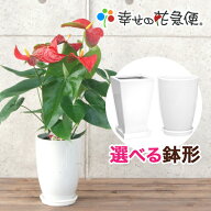 観葉植物 アンスリューム6号鉢 |高さ約65〜80cm【アンスリウム 赤 ピンク 白 法人 贈り物 ラッピング 開…