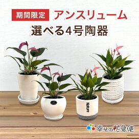 楽天市場】10号プラスチック鉢（受皿別売） シンプルでお洒落な植木鉢 