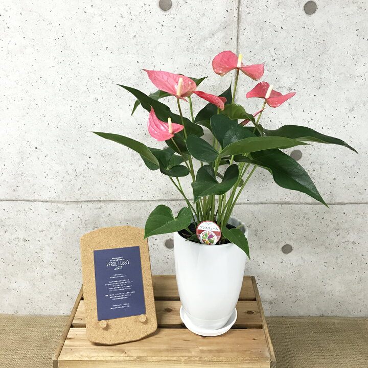 楽天市場 観葉植物 アンスリューム メイン6号陶器鉢 高さ約65cm 観葉植物 アンスリウム 開店祝い 新築祝い 誕生日プレゼント 引越し祝い インテリア おしゃれな植木鉢 送料無料 Smtb Ms 観葉植物の生産直販 幸せの花急便