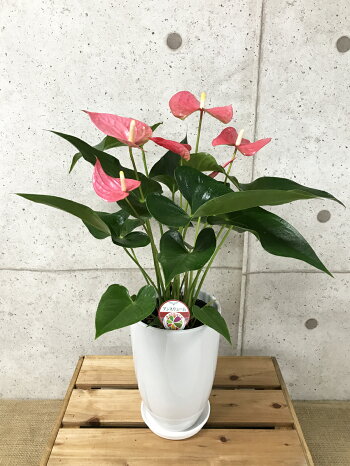 楽天市場 観葉植物 アンスリューム メイン6号陶器鉢 高さ約65cm 観葉植物 アンスリウム 開店祝い 新築祝い 誕生日プレゼント 引越し祝い インテリア おしゃれな植木鉢 送料無料 Smtb Ms 観葉植物の生産直販 幸せの花急便