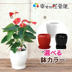 観葉植物 アジアン 5号の人気商品 通販 価格比較 価格 Com