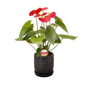 ϗtA AX[5 |30`40cmyAXE  sN  @l 蕨 bsO JXj Vzj av[g zj CeA Vv _ 