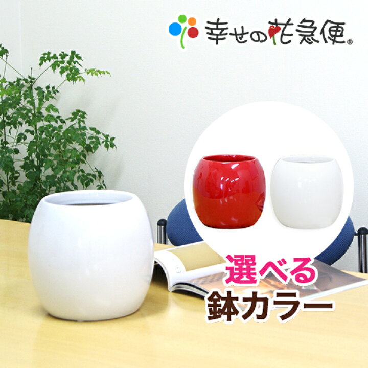 楽天市場 6号ボール陶器鉢カバー 鉢カバー 底穴なし 60 用土別売 送料無料 観葉植物 おしゃれな植木鉢 植え替え インテリア Smtb Ms 観葉植物の生産直販 幸せの花急便