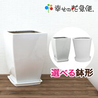 10号陶器鉢|白 A047-L(角) DS41-L(丸)【用土別売】【スクエア 大型 送料無料 観葉植物 おしゃれ かっこい…