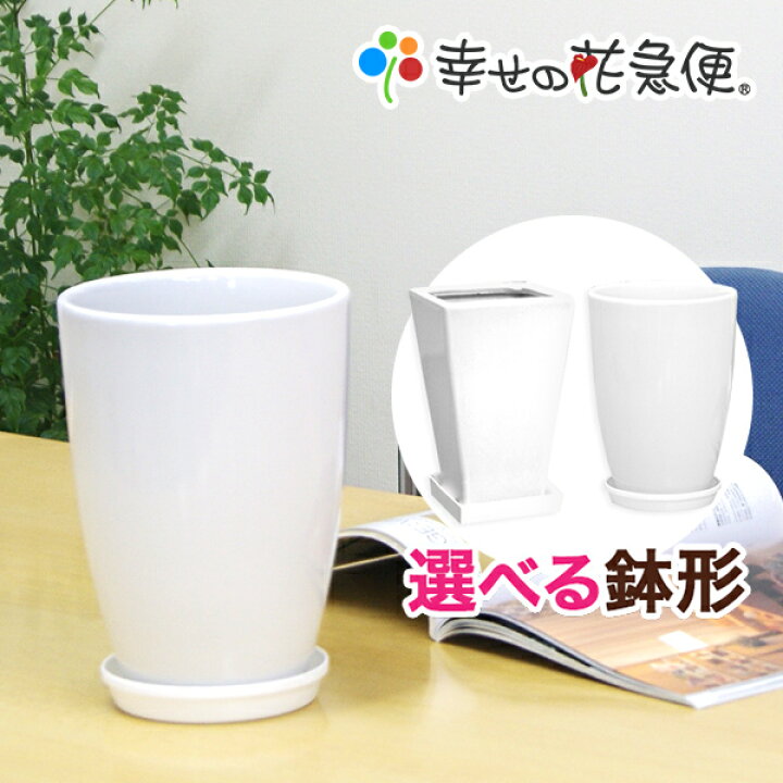 楽天市場 6号陶器鉢 白 A038 A033 用土別売 送料無料 観葉植物 おしゃれな植木鉢 植え替え インテリア Smtb Ms 観葉植物の生産直販 幸せの花急便