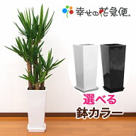 観葉植物 ユッカ エレファンティペス 8号鉢 高さ約110～130cm【人気 おすすめ 大型 法人 贈り物 開店祝い…