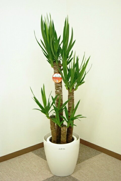 観葉植物 ユッカ 青年の木 大型 8号 Lサイズ プラスチック鉢 1個売り 人気 おしゃれ インテリア 観賞 送料無料 安心の定価販売