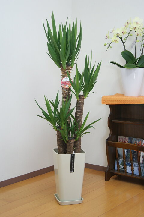 楽天市場】観葉植物 ユッカ エレファンティペス 8号鉢 高さ約110 