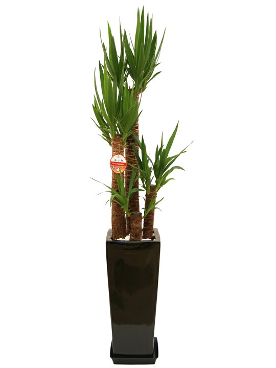 楽天市場】観葉植物 ユッカ エレファンティペス 8号鉢 高さ約110 