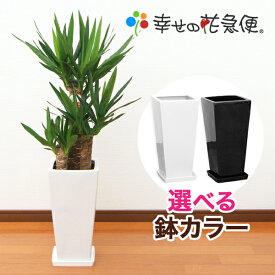 楽天市場 幸せ花急便の通販