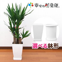 楽天市場】ユッカの通販