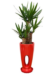 �ϗt�A�� ���b�J �G���t�@���e�B�y�X 7���� ������80�`100cm�y�l�C �������� ��^ �@�l ���蕨 �J�X�j�� �J�Əj�� �V�z�j�� ���z���j�� �C���e���A �V���v�� ���_�� ���� �������ȐA�ؔ� ��