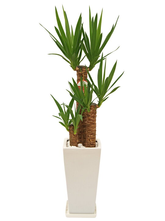 楽天市場】観葉植物 ユッカ エレファンティペス 7号鉢 高さ約80～100cm 