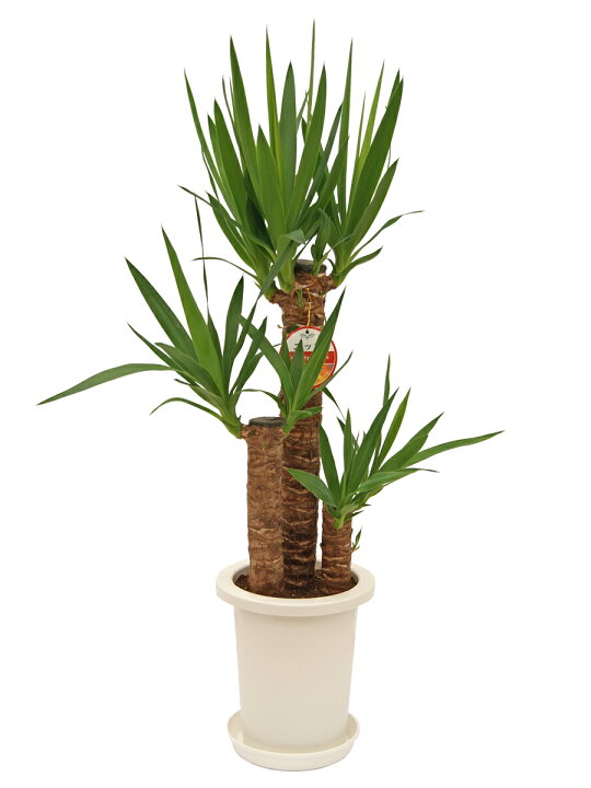 楽天市場】観葉植物 ユッカ エレファンティペス 7号鉢 高さ約80～100cm  