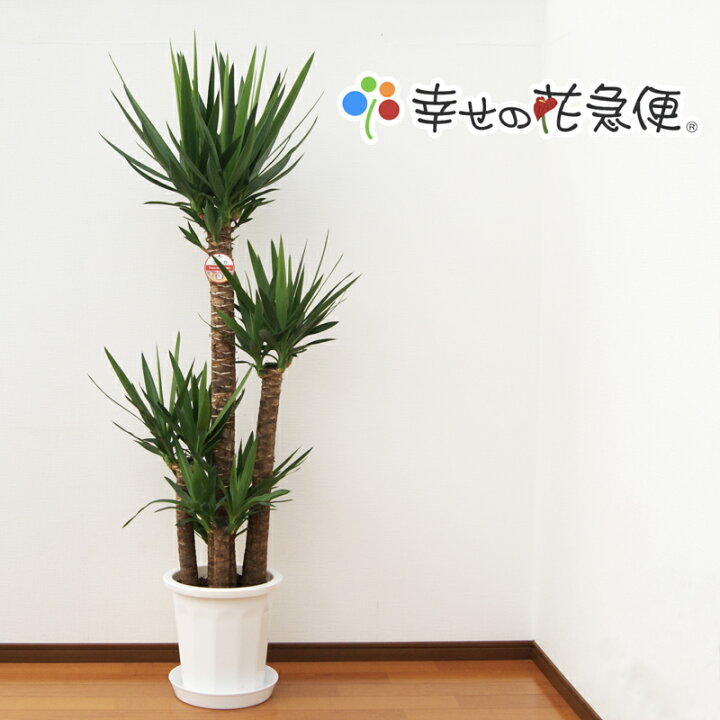 楽天市場 観葉植物 ユッカ 青年の木 10号プラスチック鉢 高さ約1 65m 大型 開店祝い 新築祝い 誕生日プレゼント 引越し祝い インテリア モダン アジアン おしゃれな植木鉢 送料無料 Smtb Ms 観葉植物の生産直販 幸せの花急便