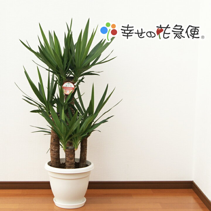 楽天市場】観葉植物 ユッカ エレファンティペス 9号プラスチック鉢 高  