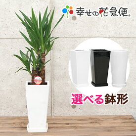 観葉植物 ユッカ エレファンティペス 6号鉢 高さ約60～70cm【人気 おすすめ 卓上 法人 贈り物 開店祝い 開業祝い 新築祝い 引越し祝い インテリア シンプル モダン 高級 おしゃれな植木鉢 送料無料 オフィス 店舗 事務所 】