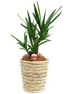 ϗtA bJ Gt@eByX 6 60`70cmylC   @l 蕨 JXj JƏj Vzj zj CeA Vv _  ȐAؔ 