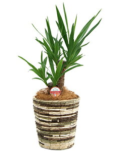 ϗtA bJ Gt@eByX 6 60`70cmylC   @l 蕨 JXj JƏj Vzj zj CeA Vv _  ȐAؔ 