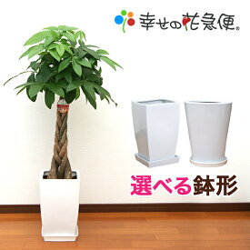 観葉植物 パキラ8号陶器鉢 高さ約110～120cm【人気 おすすめ 大型 法人 贈り物 開店祝い 開業祝い 新築祝い 引越し祝い インテリア シンプル モダン 高級 おしゃれな植木鉢 送料無料 オフィス 店舗 事務所 】