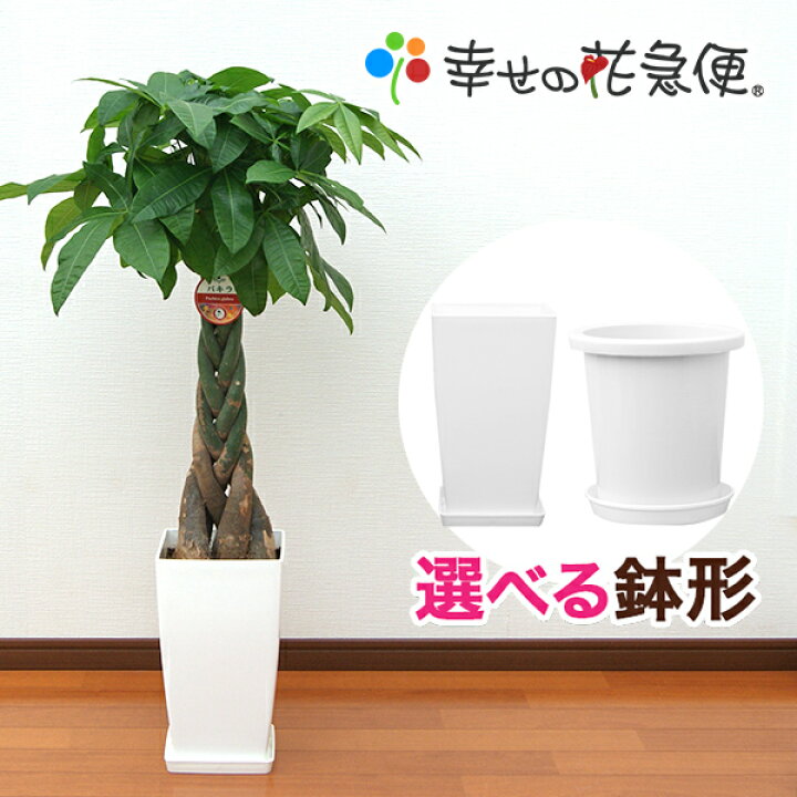 楽天市場 観葉植物 パキラ8号プラスチック鉢 高さ約100 1cm 大型 開店祝い 新築祝い 誕生日プレゼント 引越し祝い インテリア アジアン モダン スクエア おしゃれな植木鉢 送料無料 Smtb Ms 観葉植物の生産直販 幸せの花急便