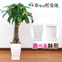 観葉植物 パキラ7号鉢 高さ約80～90cm【人気 おすすめ 大型 法人 贈り物 開店祝い 開業祝い 新築祝い 引越し祝い インテリア シンプル モダン 高級 おしゃれな植木鉢 送料無料 オフィス 店舗 事務所 】
