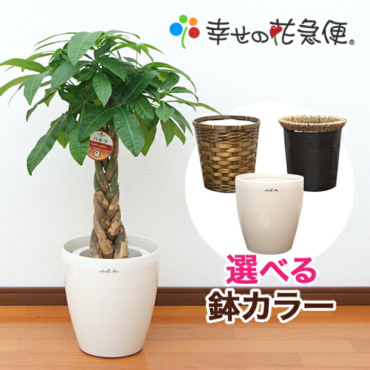 楽天市場 観葉植物 パキラ7号プラスチック鉢 鉢カバー付 高さ約約80 100cm 大型 開店祝い 新築祝い 誕生日プレゼント 引越し祝い インテリア アジアン モダン おしゃれな植木鉢 送料無料 Smtb Ms 観葉植物の生産直販 幸せの花急便