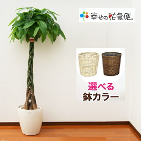 観葉植物 パキラ10号プラスチック鉢(鉢カバー付き) 高さ約160～170cm【人気 おすすめ 大型 法人 贈り物 開店祝い 開業祝い 新築祝い 引越し祝い インテリア シンプル モダン 高級 おしゃれな植木鉢 送料無料 オフィス 店舗 事務所 】