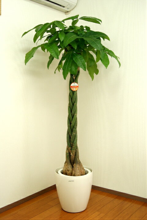 楽天市場】観葉植物 パキラ10号鉢 高さ約160～180cm【人気 おすすめ 