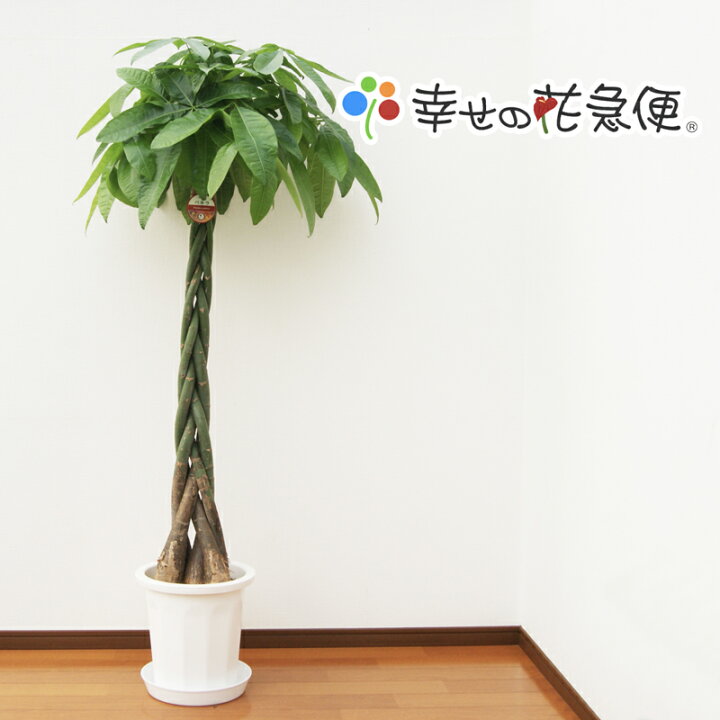 楽天市場 観葉植物 パキラ10号プラスチック鉢 高さ約1 5 1 6m 大型 開店祝い 新築祝い 誕生日プレゼント 引越し祝い インテリア アジアン モダン おしゃれな植木鉢 送料無料 Smtb Ms 観葉植物の生産直販 幸せの花急便