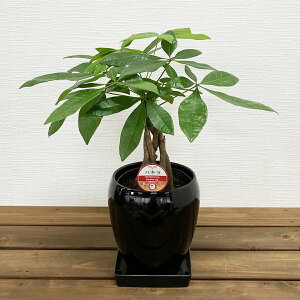 ϗtA pL5 30`50cmylC  ^ @l 蕨 JXj JƏj Vzj zj CeA Vv _  ȐAؔ  ItBX X 