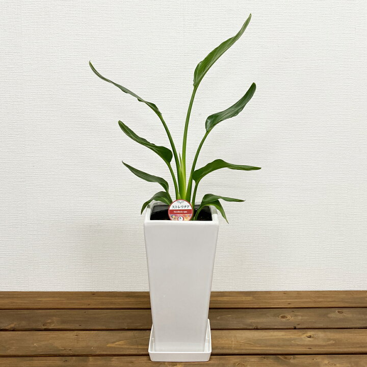 楽天市場】観葉植物 ストレリチア・レギネ 6号鉢 高さ約60～70cm 