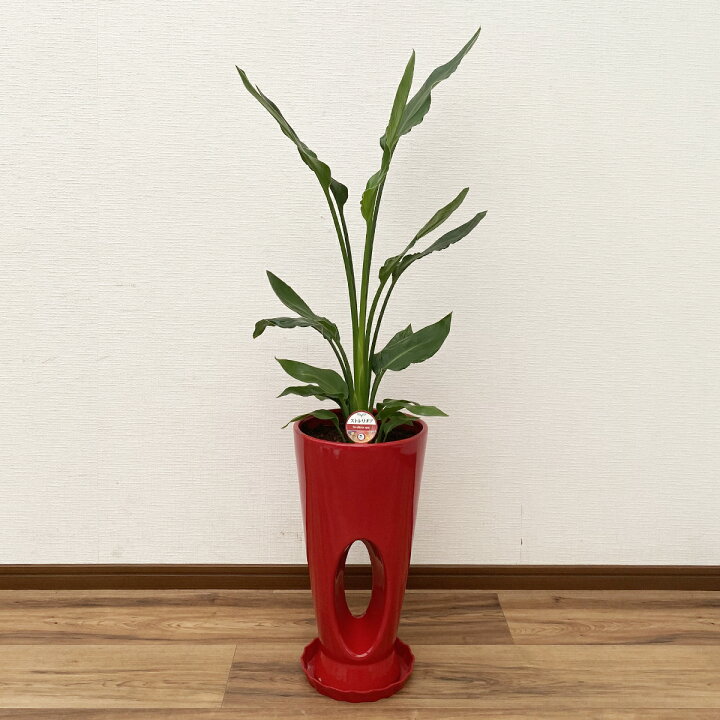 楽天市場】観葉植物 ストレリチア・レギネ 7号鉢 高さ約70～90cm 