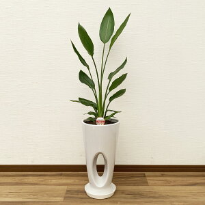 観葉植物 ストレリチア・レギネ 7号鉢 高さ約70〜90cm【極楽鳥花 人気 おすすめ 大型 法人 贈り物 開店祝い 開業祝い 新築祝い 引越し祝い インテリア シンプル モダン 高級 おしゃれな植木鉢