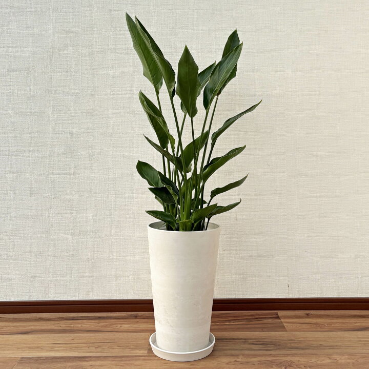 楽天市場】観葉植物 ストレリチア・レギネ 8号鉢 高さ約90～100cm 