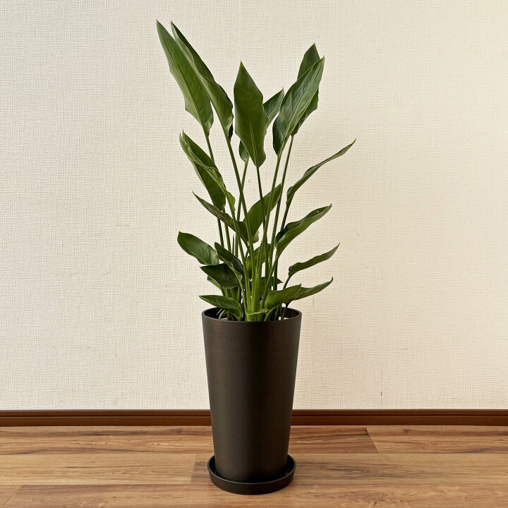 楽天市場】観葉植物 ストレリチア・レギネ 8号鉢 高さ約90～100cm 