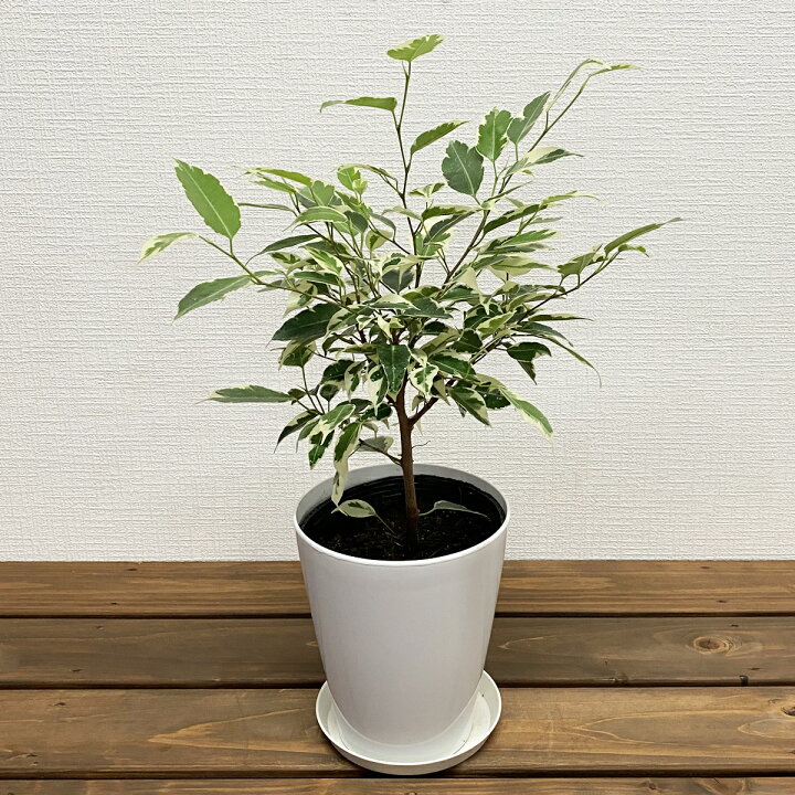 楽天市場】観葉植物 フィカス・ベンジャミン・スターライト 5号鉢 高さ 