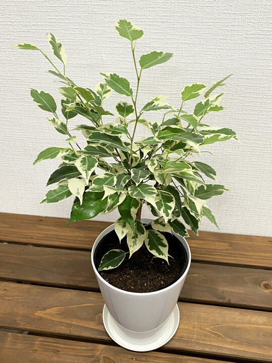 楽天市場】観葉植物 フィカス・ベンジャミン・スターライト 5号鉢 高さ 