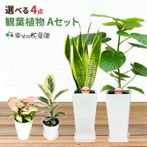 楽天市場】モンステラ（種類（植物）ストレリチア）の通販