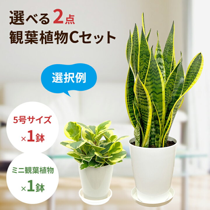 楽天市場】選べる観葉植物2鉢Cセット 5号プラ1鉢+ミニ観葉1鉢 【幸福の 
