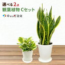 選べる観葉植物2鉢Cセット　5号1鉢+ミニ観葉1鉢　【幸福の木 モンステラ サンスベリア ウンベラータ パキラ 人気 おすすめ 小型 法人 贈り物 開店祝い 開業祝い 新築祝い 引越し祝い インテリア シンプル モダン 高級 おしゃれな植木鉢 送料無料 オフィス 店舗 事務所 】