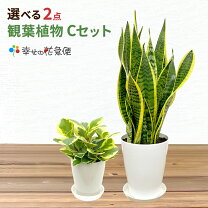 楽天市場】モンステラ（種類（植物）ストレリチア）の通販