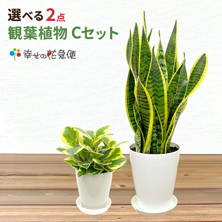 楽天市場】選べる観葉植物2鉢Cセット 5号プラ1鉢+ミニ観葉1鉢 【幸福の 