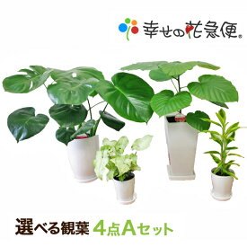 選べる観葉植物4点Aセット【幸福の木・モンステラ・サンスベリア・ウンベラータ】【開店祝い 新築祝い 誕生日プレゼント 引越し祝い 結婚祝い インテリア モダン おしゃれな植木鉢 送料無料】