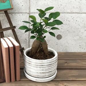 観葉植物 5号 ガジュマルの人気商品 通販 価格比較 価格 Com 観葉植物 5号 ガジュマルの人気商品 通販 価格比較 価格 Com